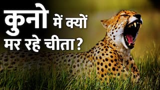 कूनो में एक के बाद एक क्यों हो रही चीतों की मौत?