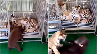 Baby Tiger Saves Brother From 'Bear Attack', Leaves Internet In Awe; Video Goes Viral