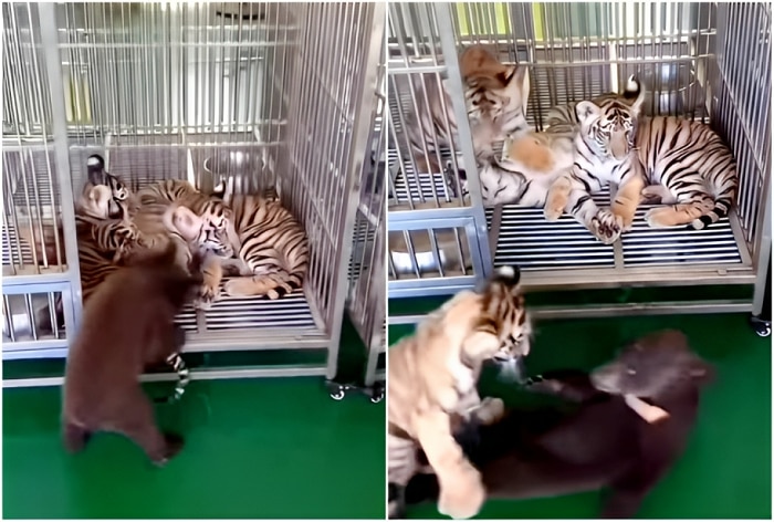 Baby Tiger Saves Brother From 'Bear Attack', Leaves Internet In Awe