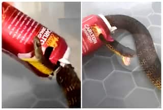 Watch: Man Frees One Of World's Deadliest Snakes Stuck In Beer Can