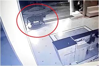 Caught On Camera: Tigress' Night Stroll On Bhopal University Campus