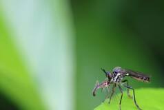 Zika Virus: Symptoms to Prevention, All You Need to Know About This Mosquito-Borne Disease