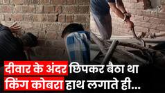 Viral Video: घर की दीवार में छिपे किंग कोबरा को बाहर निकाल रहा था शख्स, हाथ लगाते ही देखें क्या हुआ? Watch Video