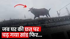 Viral Video: बरेली में घर की छत पर चढ़ा सांड, मजे से खाने लगा घास, उतारने के लिए लोगों के छूटे पसीने | Watch Video