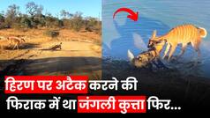 Animal Fight Video: हिरण पर हमला करने की चाल चल रहा था जंगली कुत्ता, फिर मिला ऐसा सबक कि अपनी जान बचाकर भागना पड़ा | Watch Video