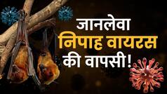 Nipah Virus Explained: जानें क्या है ये निपाह वायरस, कैसे फैलता है? क्या है लक्षण और बचाव के उपाय - Watch