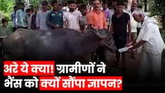 MP Unique Protest: एमपी में प्रशासन ने खराब सड़क की नहीं ली सुध, तो ग्रामीणों ने भैंस को सौंपा ज्ञापन | Watch Video