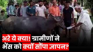 MP Unique Protest: एमपी में प्रशासन ने खराब सड़क की नहीं ली सुध, तो ग्रामीणों ने भैंस को सौंपा ज्ञापन | Watch Video