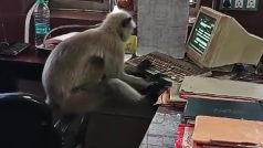 Langur Ka Video: रेलवे ऑफिस में घुसकर कंप्यूटर चलाने लगा लंगूर, लगे हाथ फाइलें भी खंगाल डालीं- देखें मजेदार वीडियो