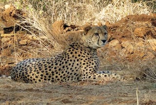 भारत में Cheetah को फिर से बसाने की परियोजना पटरी पर है, लॉरी मार्कर का दावा