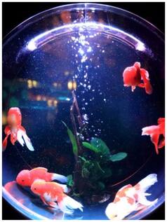 7 Benefits of Keeping Aquarium at Home