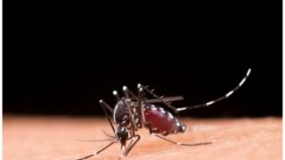 What is the Difference Between Dengue and Severe Dengue? 5 Symptoms to Know Amid Rising Cases in India