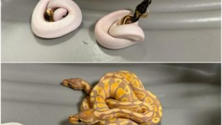 Passenger Caught Smuggling 12 Pythons From Bangkok At Chennai Airport | WATCH