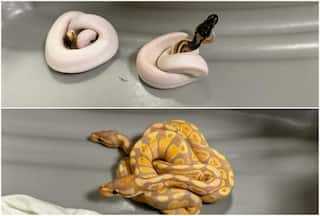 Passenger Caught Smuggling 12 Pythons From Bangkok At Chennai Airport | WATCH