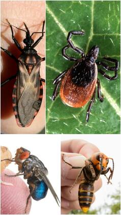 Dangerous Bugs: 10 Most Poisonous Insects In The World