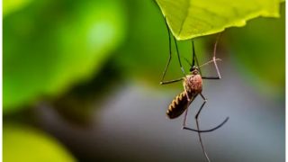 Dengue Fever: What Exactly Happens Inside Our Body When Infected With Virus? Is Second Time Dengue Infection More Dangerous?