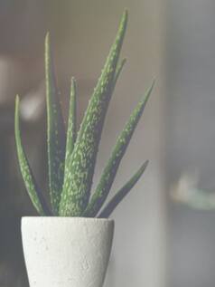 7 Tips to Place Aloe Vera Plant at Home