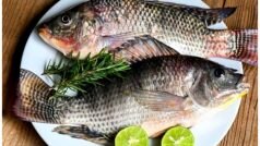 सावधान! Vibrio vulnificus से दूषित मछली खाने पर महिला के काटने पड़े हाथ-पैर , जानें इसके बारे में