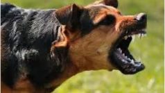 Raid मारने गई पुलिस टीम पर कुत्तों का हमला, खाकी देखते ही काटने की मिली थी ट्रेनिंग; फरार हुआ तस्कर