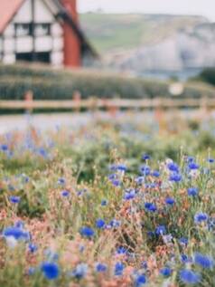 7 Vastu Tips to Keep Aparajita Flowers at Home