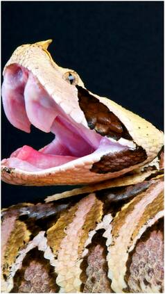 10 Deadly Snakes With Longest Fangs