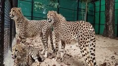 Project Cheetah: भारत अब उत्तरी अफ्रीका से ला सकता है चीते