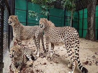 Project Cheetah: भारत अब उत्तरी अफ्रीका से ला सकता है चीते
