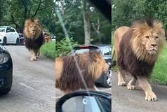 Huge Lion Walks Past Dozens Of Cars, Occupants Hide Inside All Windows Rolled Up: Watch