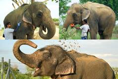 Heartbreaking! Nina, 62-Year-Old Blind Elephant Rescued From Abuse, Passes Away