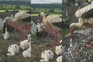 Mother Stork Beats, Throws Chick Out Of Nest, Shocking Video Goes Viral