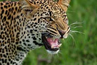 Udhampur Horror: Leopard Takes Away Four-Year-Old Girl In Jammu And Kashmir