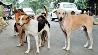 Delhi Municipality 'Inhumanely' Removes Street Dogs For G20 Summit 2023? Activists Allege Cruelty