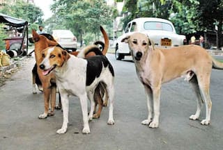 Delhi Municipality 'Inhumanely' Removes Street Dogs For G20 Summit 2023? Activists Allege Cruelty