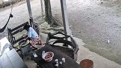King Cobra Ka Video: खाना बना रही महिला पर टूट पड़ा 12 फीट का किंग कोबरा, जो हुआ अंदर तक हिल जाएंगे | देखिए वीडियो