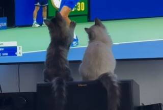 TV के आगे Tennis Ball को असली समझकर कैसे खेलने लगीं दो बिल्लियां, देखें Viral Video