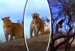 Cheetah Aur Baaz Ka Video: चीता संग मस्ती बाज को पड़ गई भारी, अगले सेकेंड जो हुआ सोच भी नहीं सकते | वीडियो