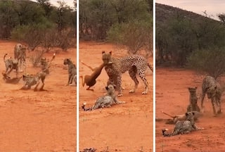 Cheetah Ka Video: बच्चों को शिकार सिखाने ले गई मां चीता, ऐसा दांव दिखाया चौंक ही जाएंगे | देखें वीडियो