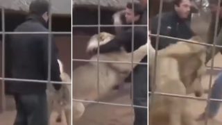 Sher Ka Video: शेर को पुचकारने बाड़े में गया शख्स, मगर जो हुआ जान हलक में आ गई | देखें वीडियो
