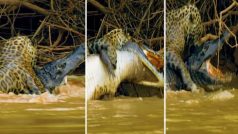 Magarmach Jaguar Ki Ladai: पानी में उतरा और मुंह में दबोच लाया मगरमच्छ, हैरान कर देगी जैगुआर की ताकत | देखिए Video