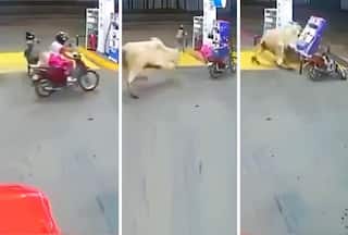 Scooty Girls Ka Video: गुस्सैल सांड के रडार पर आईं स्कूटी सवार लड़कियां, फिर जो हो गया हिल ही जाएंगे- देखें वीडियो