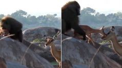 Langur Aur Hiran Ka Video: लंगूर ने चुरा लिया हिरण का बच्चा, फिर ऐसा तड़पाया कोई भी हिल जाए- देखें वीडियो