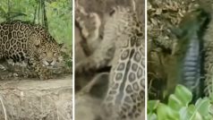 Jaguar Ka Video: मगरमच्छ की मांद में घुसकर जगुआर ने दबोच ली गर्दन, तरीका देख आंखें फटी रह जाएंगी- देखें वीडियो