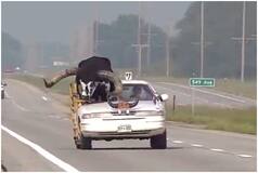Viral Video: Man Drives Car With Giant-Horned Bull, Internet Is Surprised