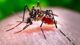 Dengue Outbreak in India: What is Dengue Hemorrhagic Fever (DHF)? 7 Dangerous SIGNS to be Aware of