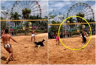 Viral Video: This Dog Plays Volleyball Better Than Us, Agree?