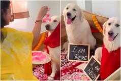 Video: Woman Goes Viral For Throwing Baby Shower For Golden Retriever Dog