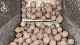 Video Of Potato Chips Being Made In A Factory Goes Viral; Netizens Reaction Will Leave You In Splits