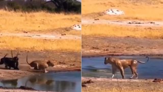 Sherni Ka Video: शिकार से ही पिट गई शेरनी, हुआ ऐसा हमला उल्टे पांव दौड़ लगा दी | वीडियो भी देखिए