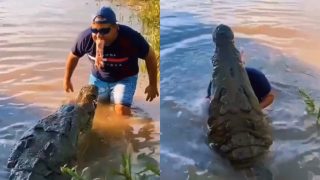 Magarmach Ka Video: मुंह से मगरमच्छ को मांस खिलाने लगा शख्स, रोंगटे खड़े कर देगा आगे का नजारा | देखिए वीडियो