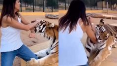 Bagh Ka Video: बाघ के बाड़े में जाकर पछताने लगी लड़की, जो हुआ जिंदगी भर नहीं भूलेगी | देखें वीडियो
